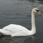 img_5129.jpg