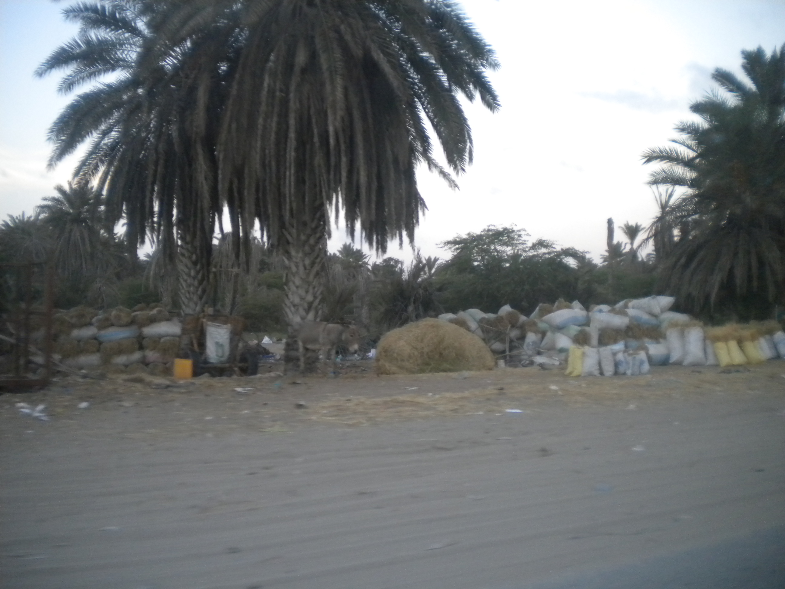 DSCN7674