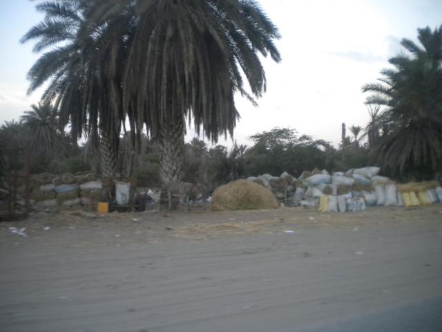 DSCN7674