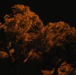 IMG_5022.jpg