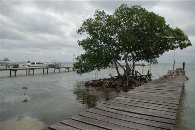 001_Caye_Caulker